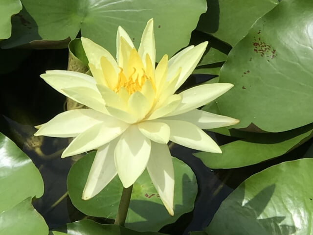 成蹊中学・高等学校に行ってきました。